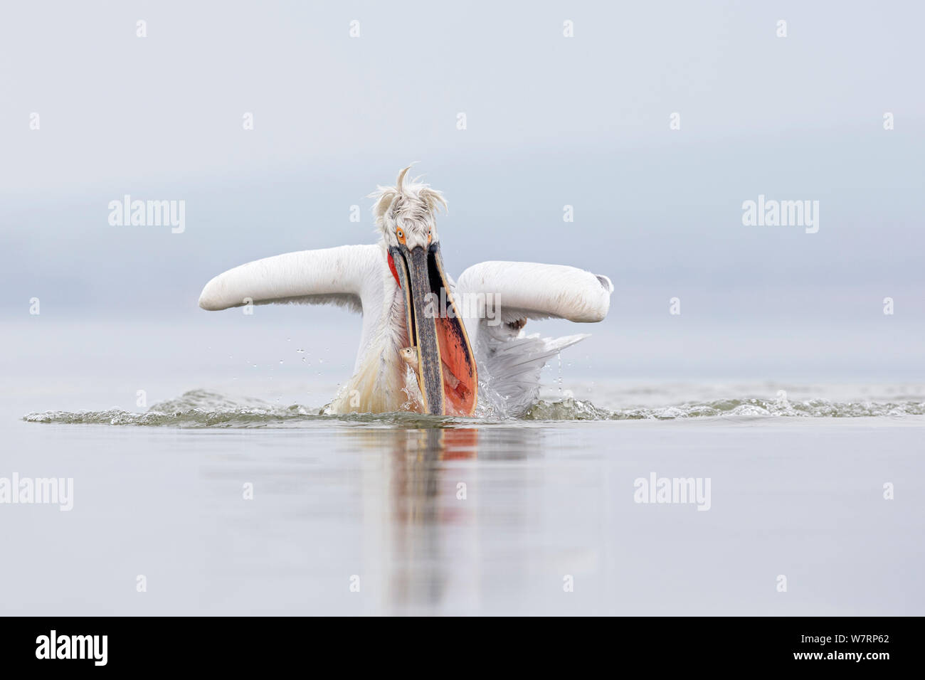 Dalmatian Pelican (Pelecanus crispus) fishing, Lake Kerkini, Greece. February Stock Photo