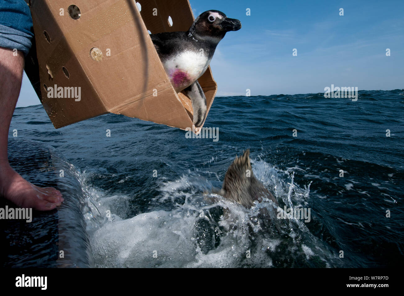African penguin, (Spheniscus demersus) being released after rehabilitation at Southern African Foundation for the Conservation of Coastal Birds (SANCCOB). Release site near to Robben Island in Table Bay. Cape Town, South Africa. August 2011 Stock Photo