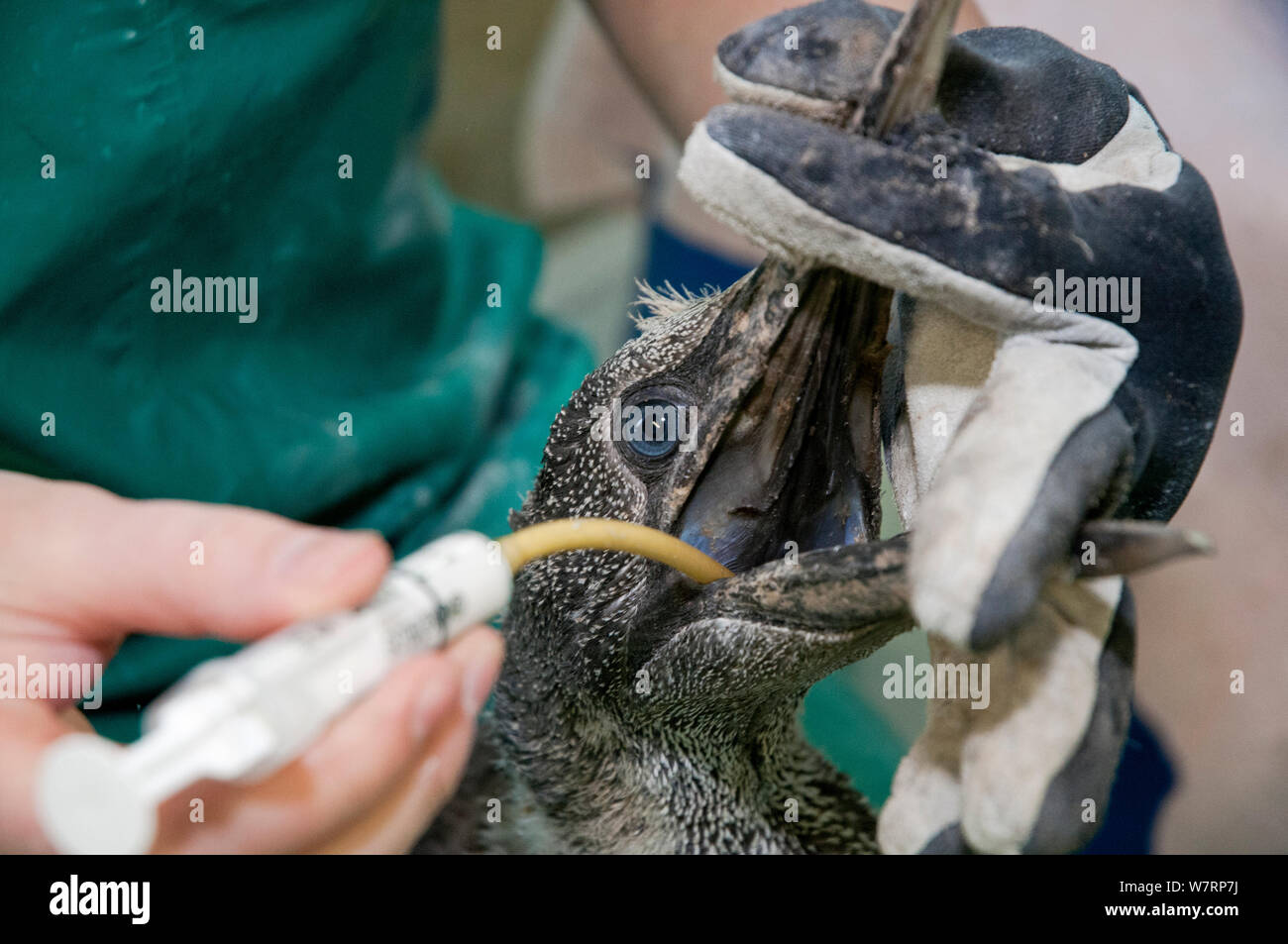 Cape Gannet (Morus capensis) juvenile being fed during hand rearing and rehabilitation at the Southern African Foundation for the Conservation of Coastal Birds (SANCCOB). Cape Town, South Africa. May 2010 Stock Photo