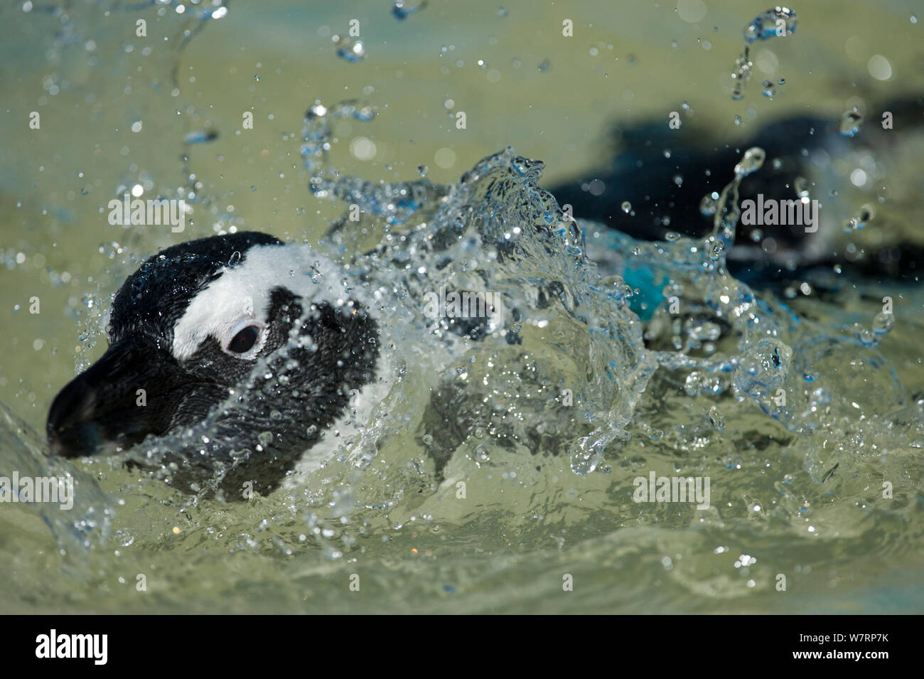 African penguin (Spheniscus demersus) in rehabilitation, swimming in pool, at Southern African Foundation for the Conservation of Coastal Birds (SANCCOB), Cape Town, South Africa. December 2011 Stock Photo