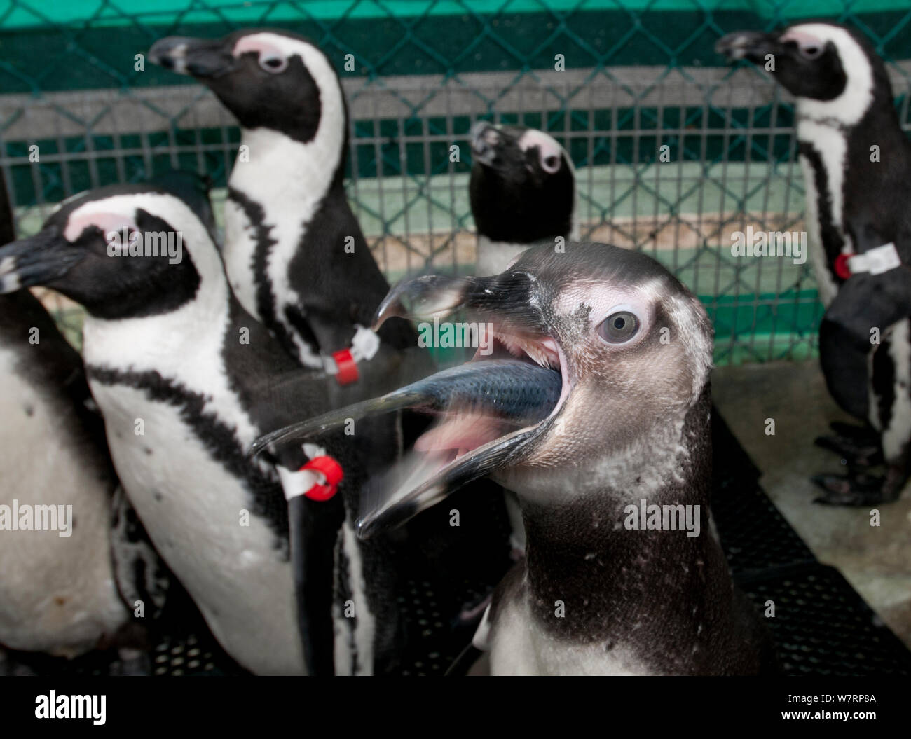 African penguin, (Spheniscus demersus) feeding on fish, during rehabilitation at Southern African Foundation for the Conservation of Coastal Birds (SANCCOB), Cape Town, South Africa. Stock Photo