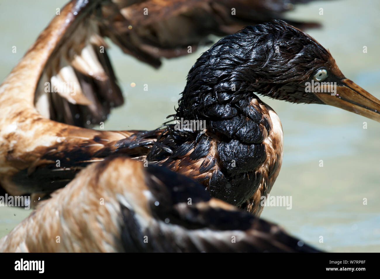 Cape gannet (Morus capensis) covered in oil in SANCCOB pool, during rehabilitation at the Southern African Foundation for the Conservation of Coastal Birds (SANCCOB) South Africa, November 2011 Stock Photo