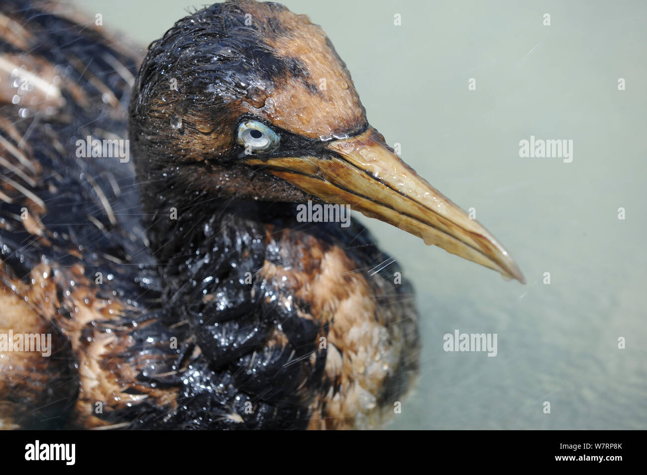 Cape gannet (Morus capensis) covered in oil swimming in SANCCOB pool, during rehabilitation at the Southern African Foundation for the Conservation of Coastal Birds (SANCCOB) South Africa, November 2011 Stock Photo