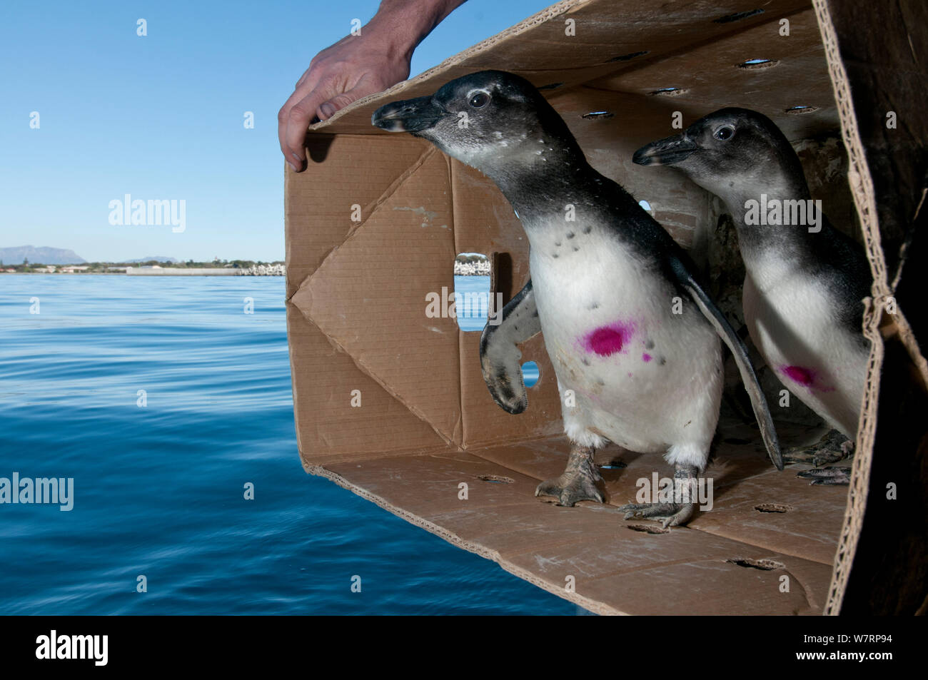 African penguins (Spheniscus demersus) being released after rehabilitation at Southern African Foundation for the Conservation of Coastal Birds (SANCCOB) near Robben Island in Table Bay. Cape Town, South Africa, July 2011 Stock Photo