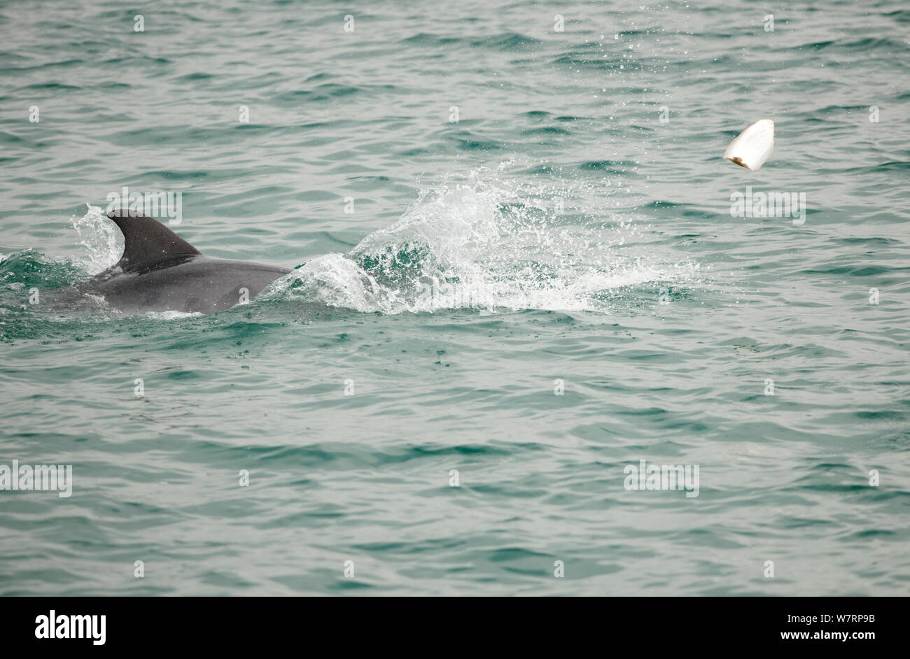Bottlenose Dolphin (Tursiops truncatus) playing with cuttlefish bone, Sado Estuary, Portugal Stock Photo
