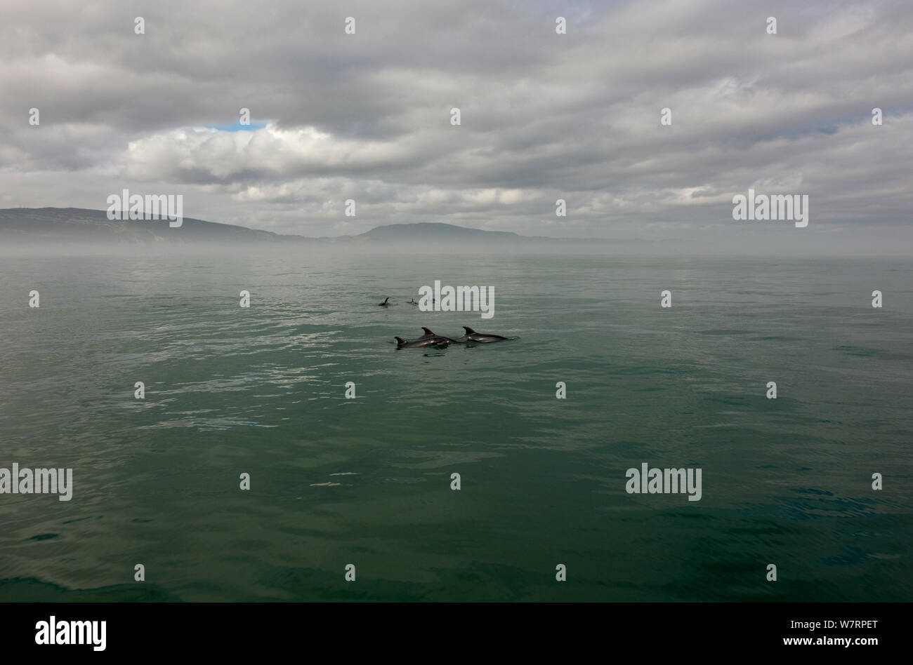 Bottlenose Dolphin (Tursiops truncatus) group at surface, Sado Estuary, Portugal Stock Photo
