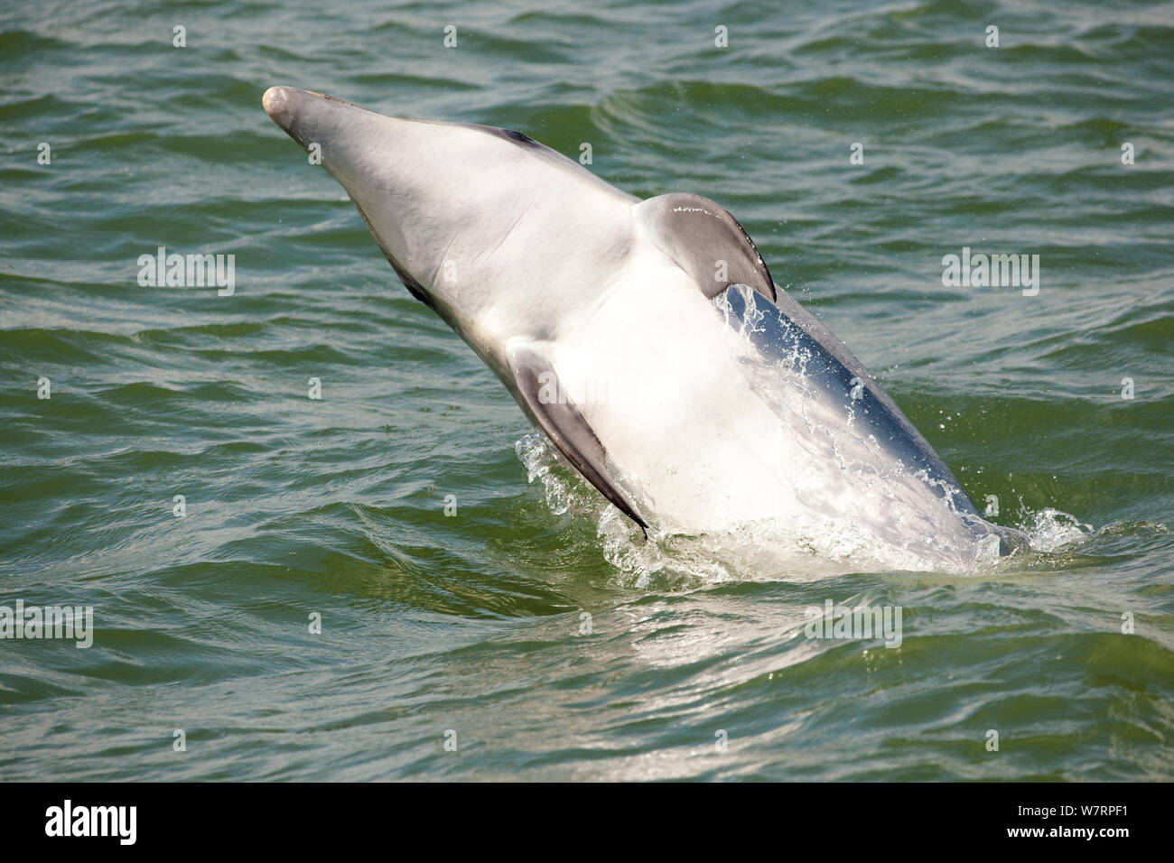 Bottlenose Dolphin (Tursiops truncatus) breaching, Sado Estuary, Portugal Stock Photo