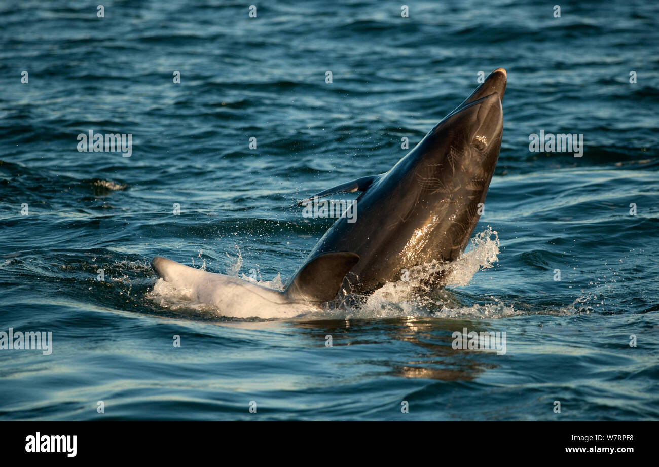 Bottlenose Dolphin (Tursiops truncatus) breaching, Sado Estuary, Portugal Stock Photo