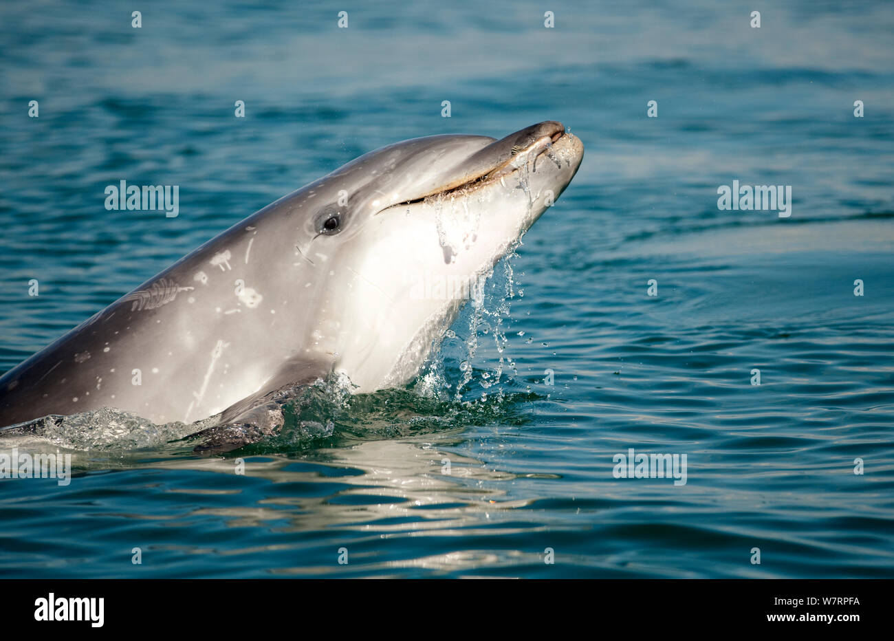 Bottlenose Dolphin (Tursiops truncatus) playing near surface, Sado Estuary, Portugal Stock Photo