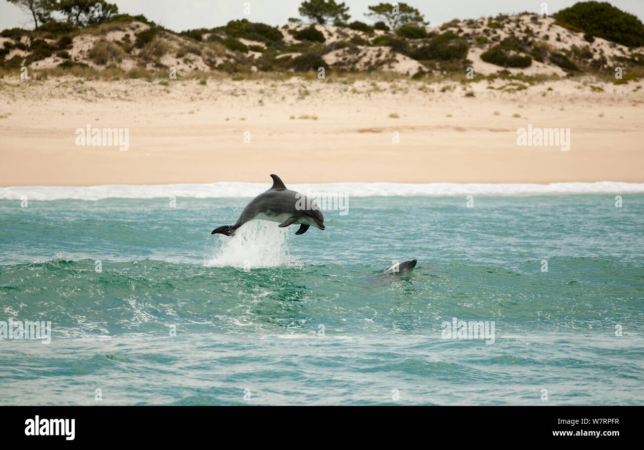 Bottlenose Dolphin (Tursiops truncatus) porpoising near the beach, Sado Estuary, Portugal Stock Photo