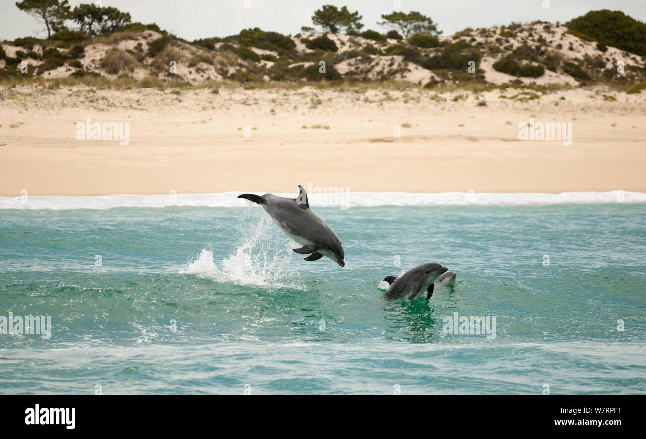 Bottlenose Dolphin (Tursiops truncatus) porpoising near the beach, Sado Estuary, Portugal Stock Photo