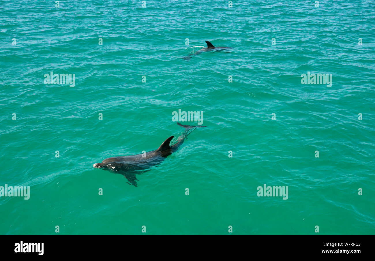 Bottlenose Dolphin (Tursiops truncatus) at surface, Sado Estuary, Portugal Stock Photo