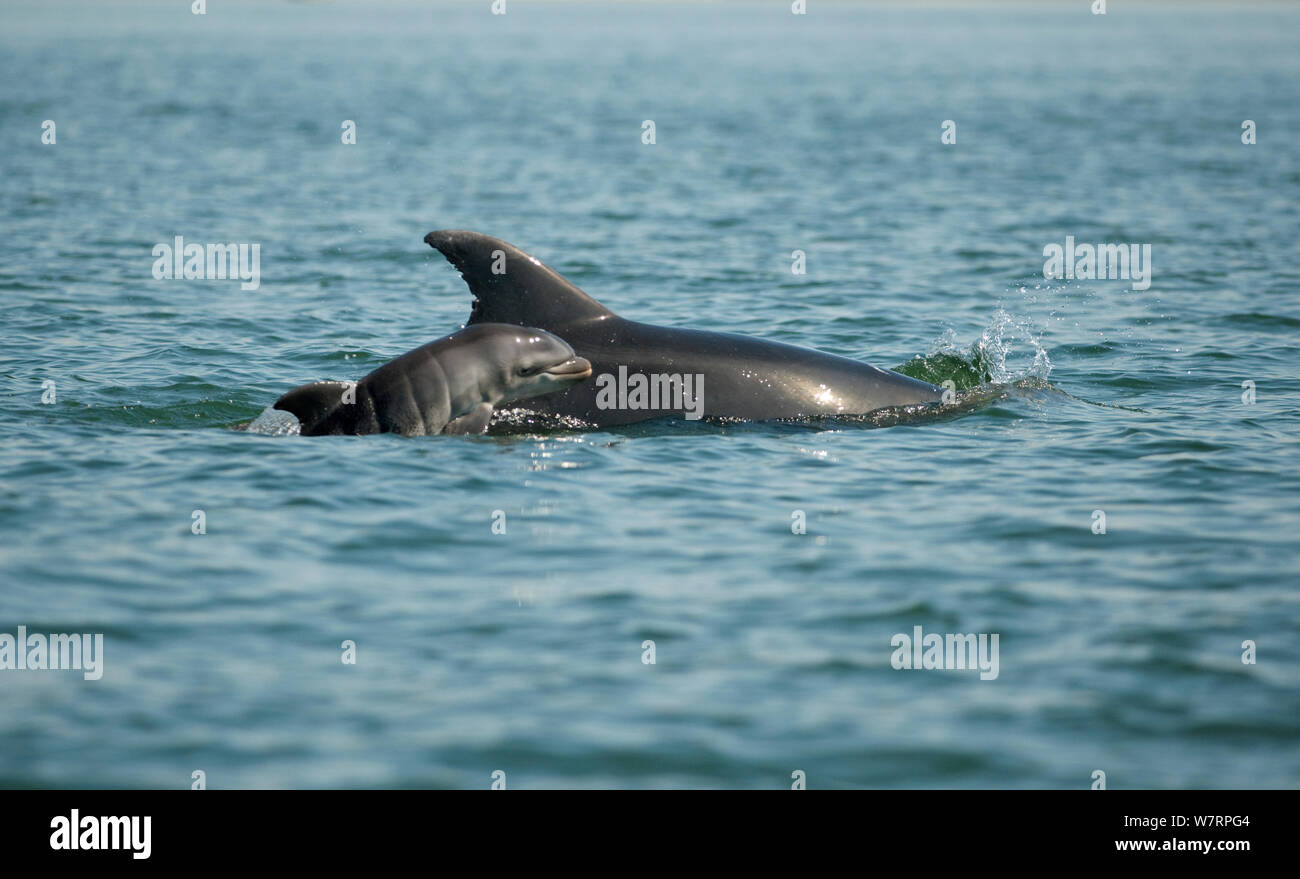 Bottlenose Dolphin (Tursiops truncatus) baby swimming near to mother, Sado Estuary, Portugal Stock Photo