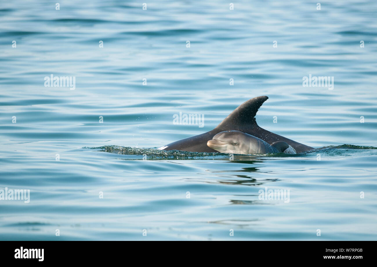 Bottlenose Dolphin (Tursiops truncatus) baby swimming near to mother, Sado Estuary, Portugal Stock Photo