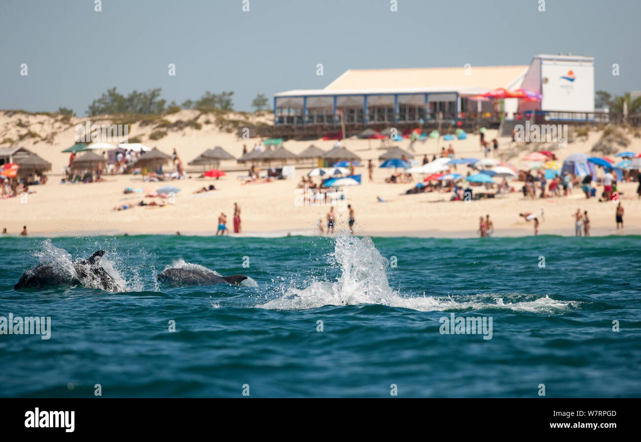 Bottlenose Dolphins (Tursiops truncatus) playing near beach, Sado Estuary, Portugal Stock Photo