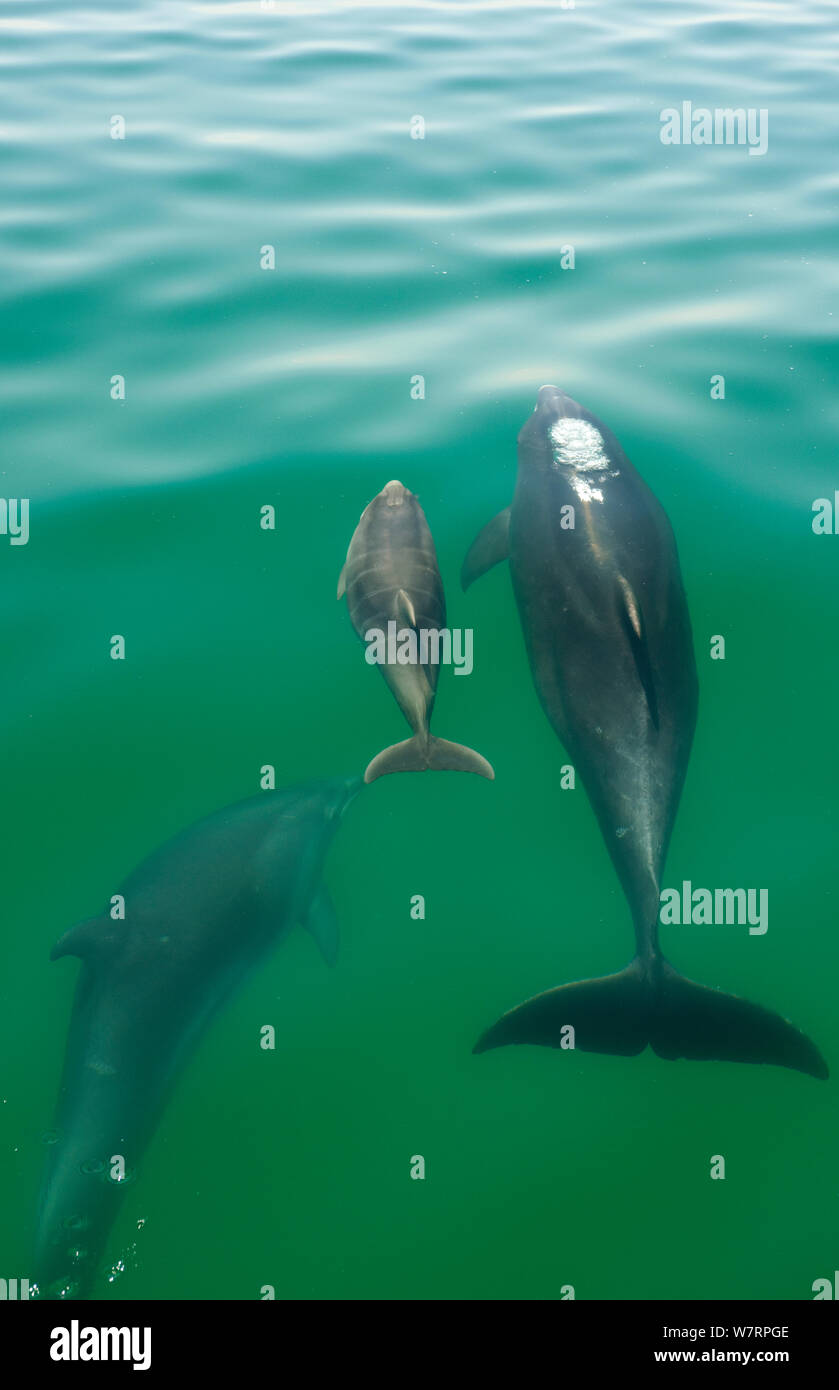 Bottlenose Dolphin (Tursiops truncatus) family swimming near the surface, Sado Estuary, Portugal Stock Photo