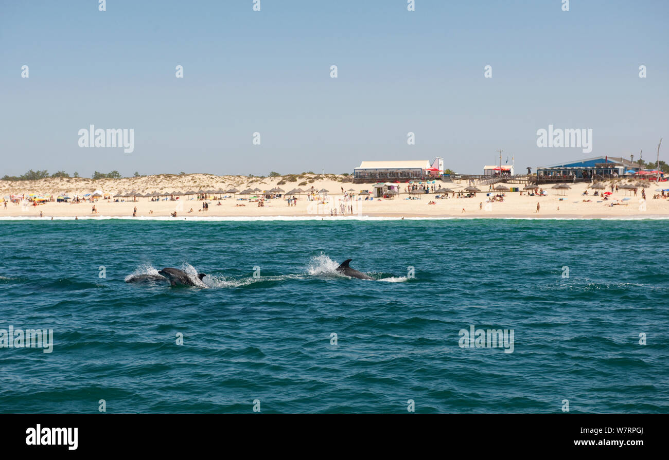 Bottlenose Dolphin (Tursiops truncatus) playing at the surface near beach, Sado Estuary, Portugal Stock Photo