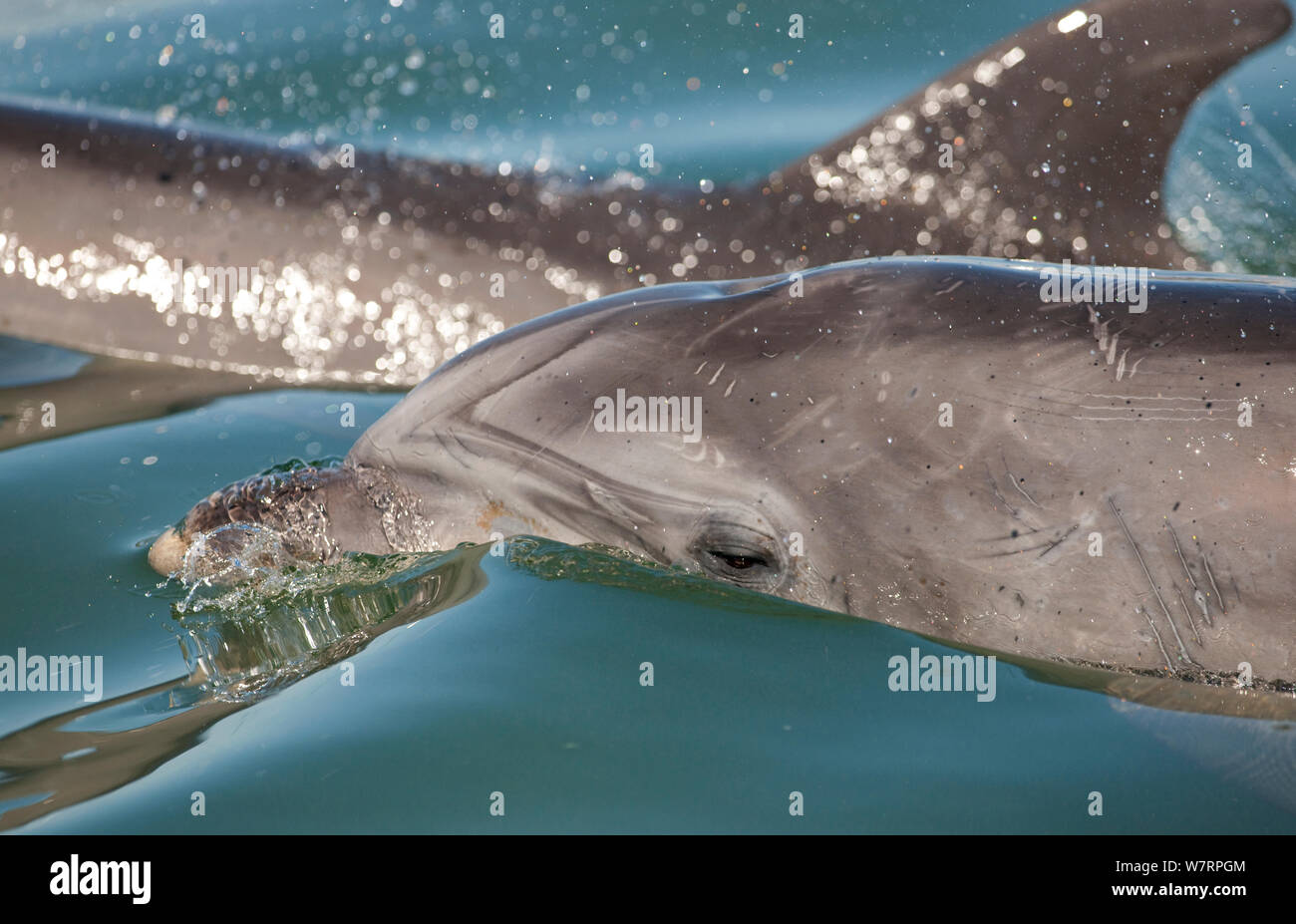 Bottlenose Dolphins (Tursiops truncatus) at the surface, Sado Estuary, Portugal Stock Photo
