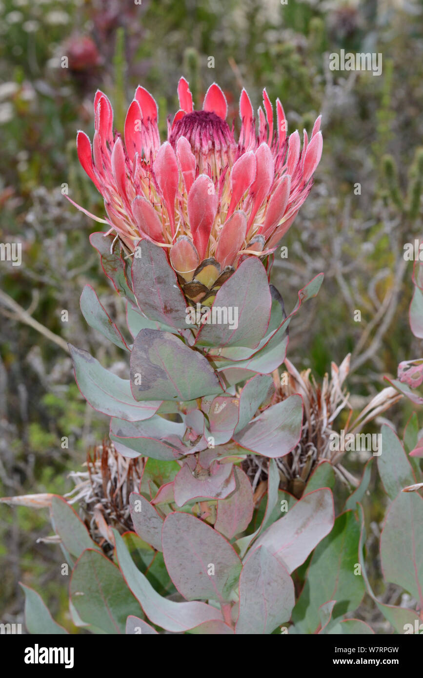 Broad-leaved sugarbush (Protea eximia), Swartberg Mountains, Western Cape, South Africa. Stock Photo