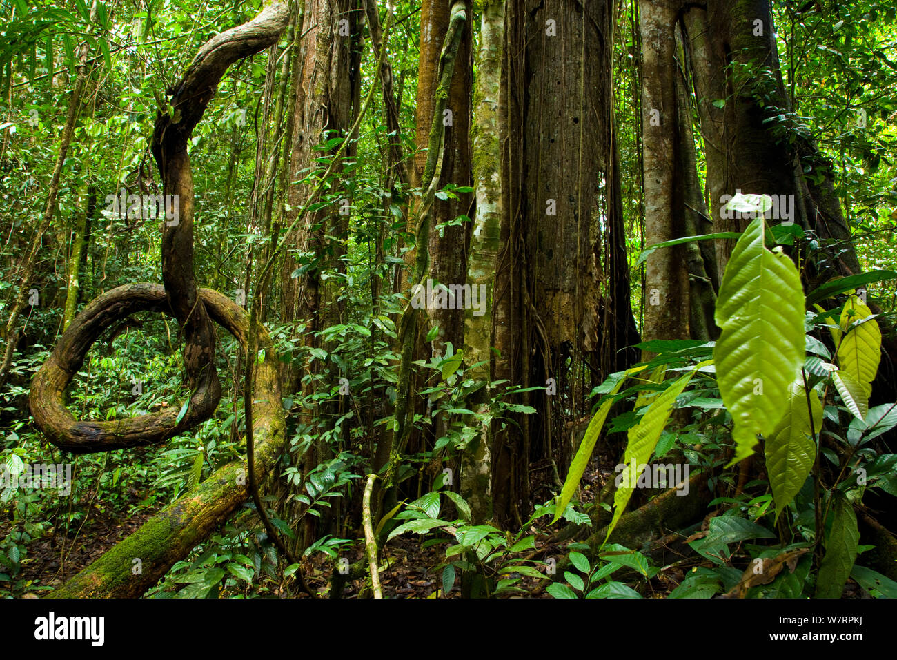 Tropical rainforest trees, Danum Valley Conservation Area, Borneo