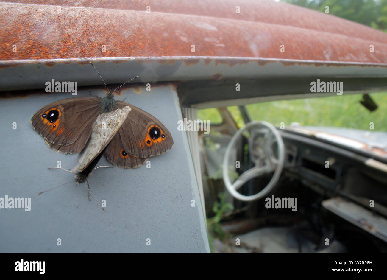 Northern Wall Brown (Lasiommata petropolitana) resting on an old abandoned car in a 'car graveyard', Bastnas, Sweden. June Stock Photo