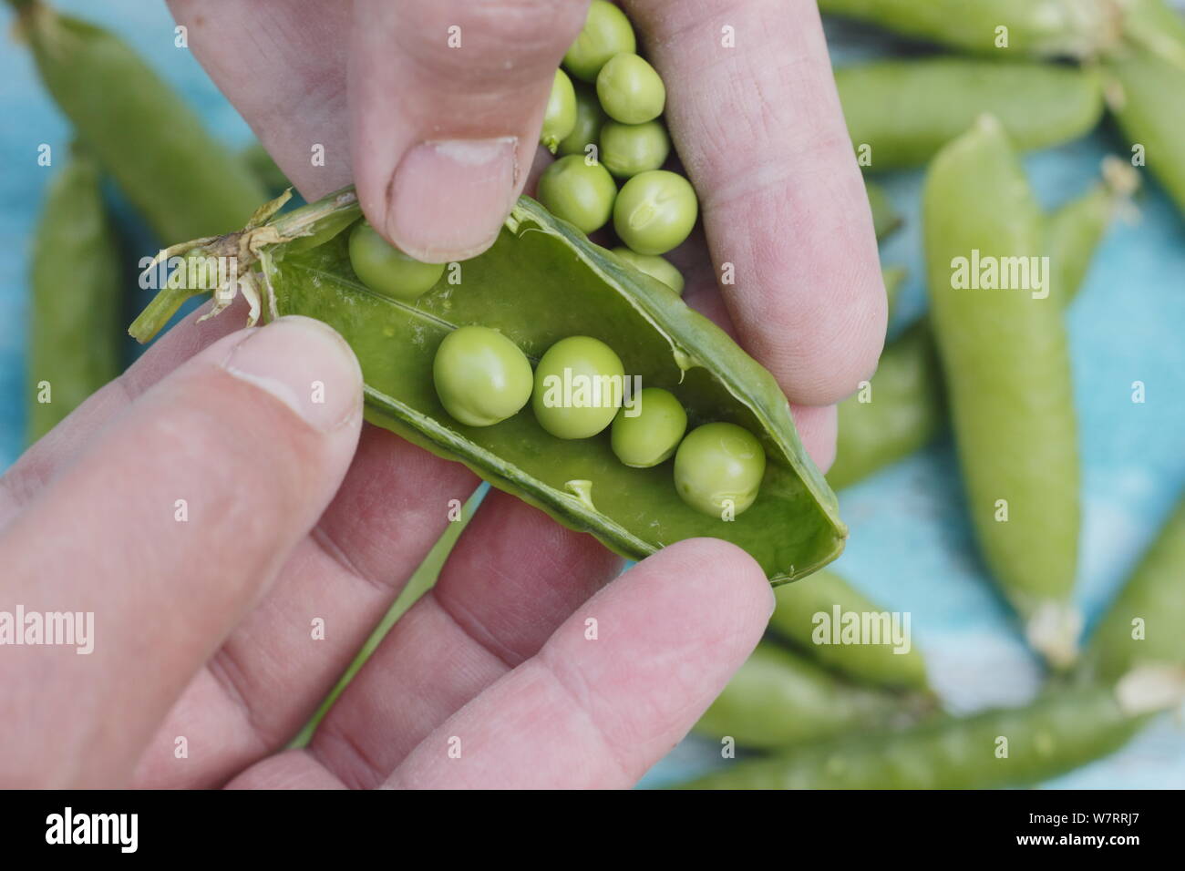 Pisum sativum. Podding freshly picked peas in summer. UK Stock Photo