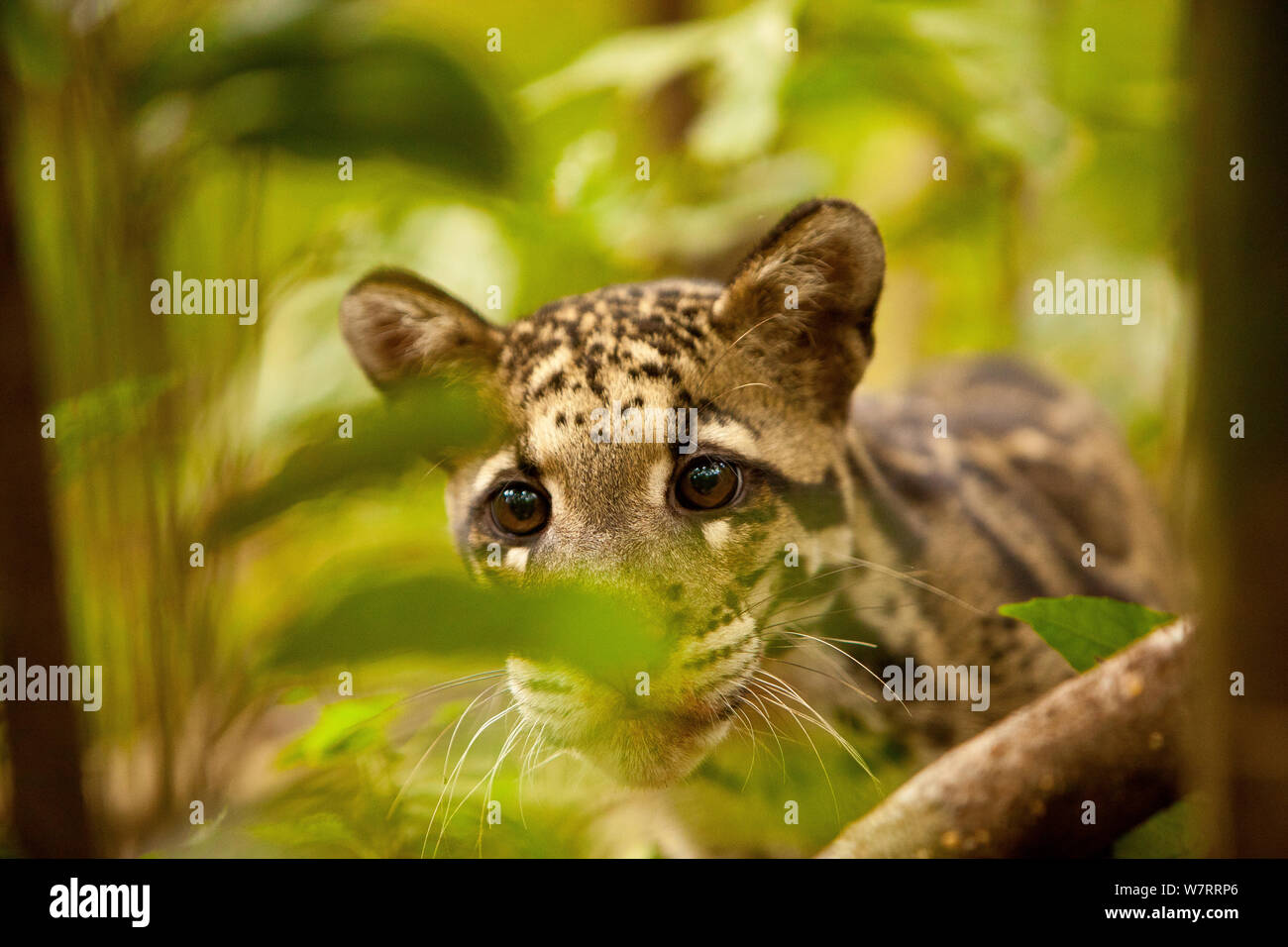 Manas wildlife hi-res stock photography and images - Alamy