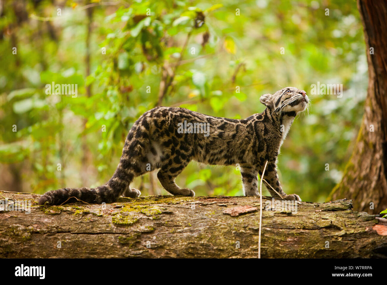 Clouded leopard (Neofelis nebulosa), captive, part of a rehabilitation