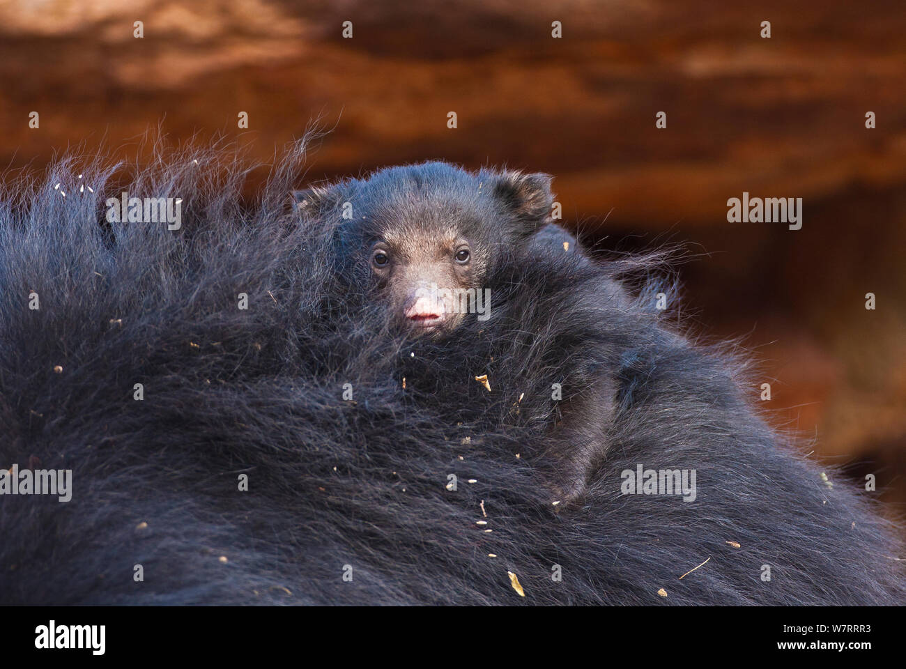 Baby Sloth bear (Melursus ursinus) on parents back, Daroji Sloth Bear Sanctuary, Karnatka, India. Stock Photo