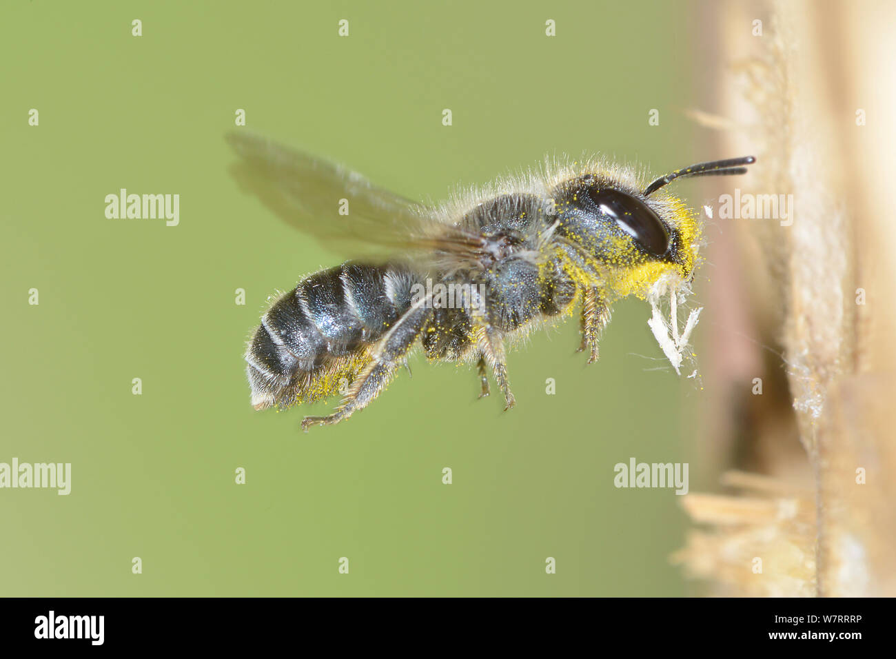 Female Blue mason bee (Osmia caerulescens) covered in pollen flying into an insect box in a garden, carrying bits of wood to seal nest cells, Hertfordshire, England, June. Stock Photo