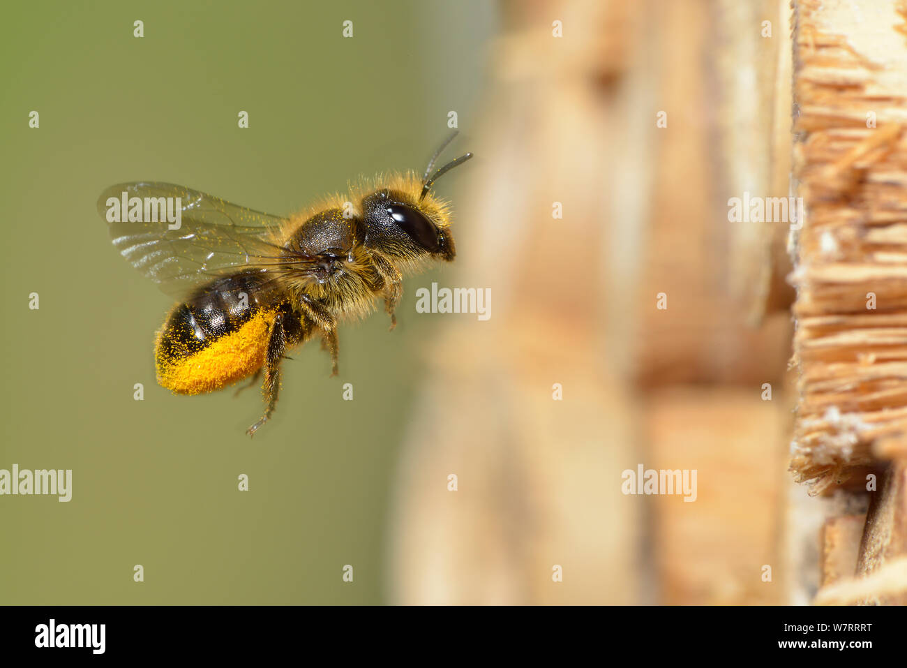 Female Blue mason bee (Osmia caerulescens) carrying pollen on its abdominal scopa (pollen carrying hairs) to a nest cell in an insect box, Hertfordshire, England, June. Stock Photo
