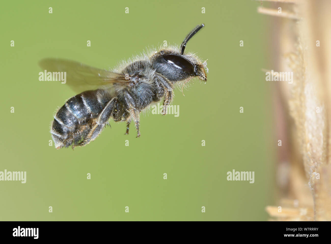 Female Blue mason bee (Osmia caerulescens) flying into an insect box in a garden, Hertfordshire, England, UK, June. Stock Photo