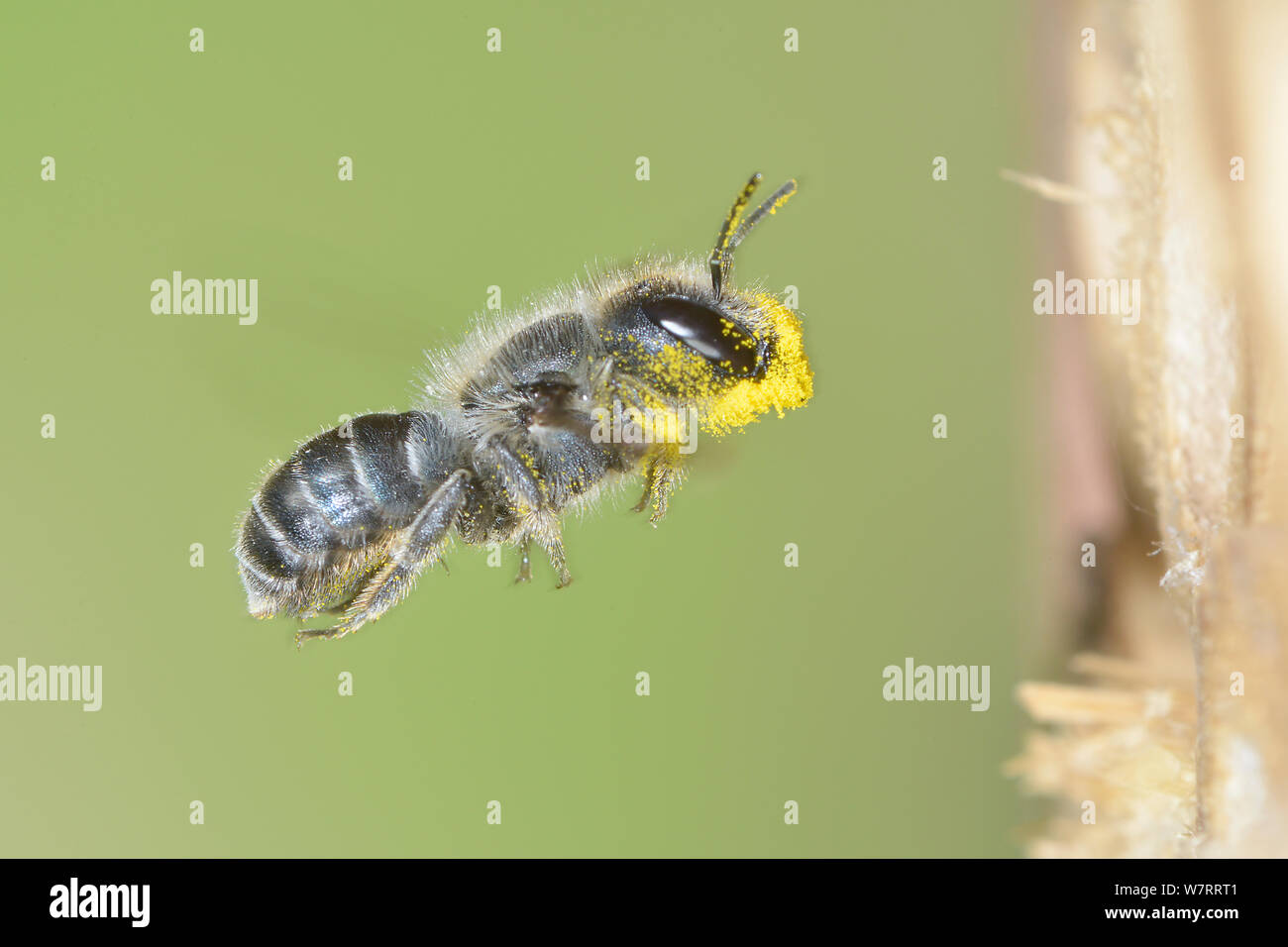 Female Blue mason bee (Osmia caerulescens) flying into an insect box, with mandibles covered in pollen, Hertfordshire, England, June. Stock Photo
