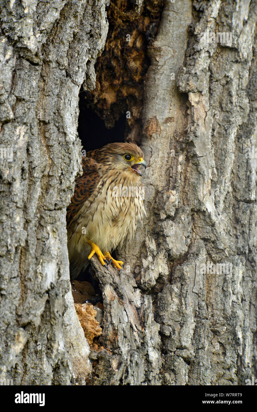 Female Kestrel (Falco tinnunculus) perched in the entrance to a nest hole in an old tree, calling, Hertfordshire, England, UK, June. Stock Photo