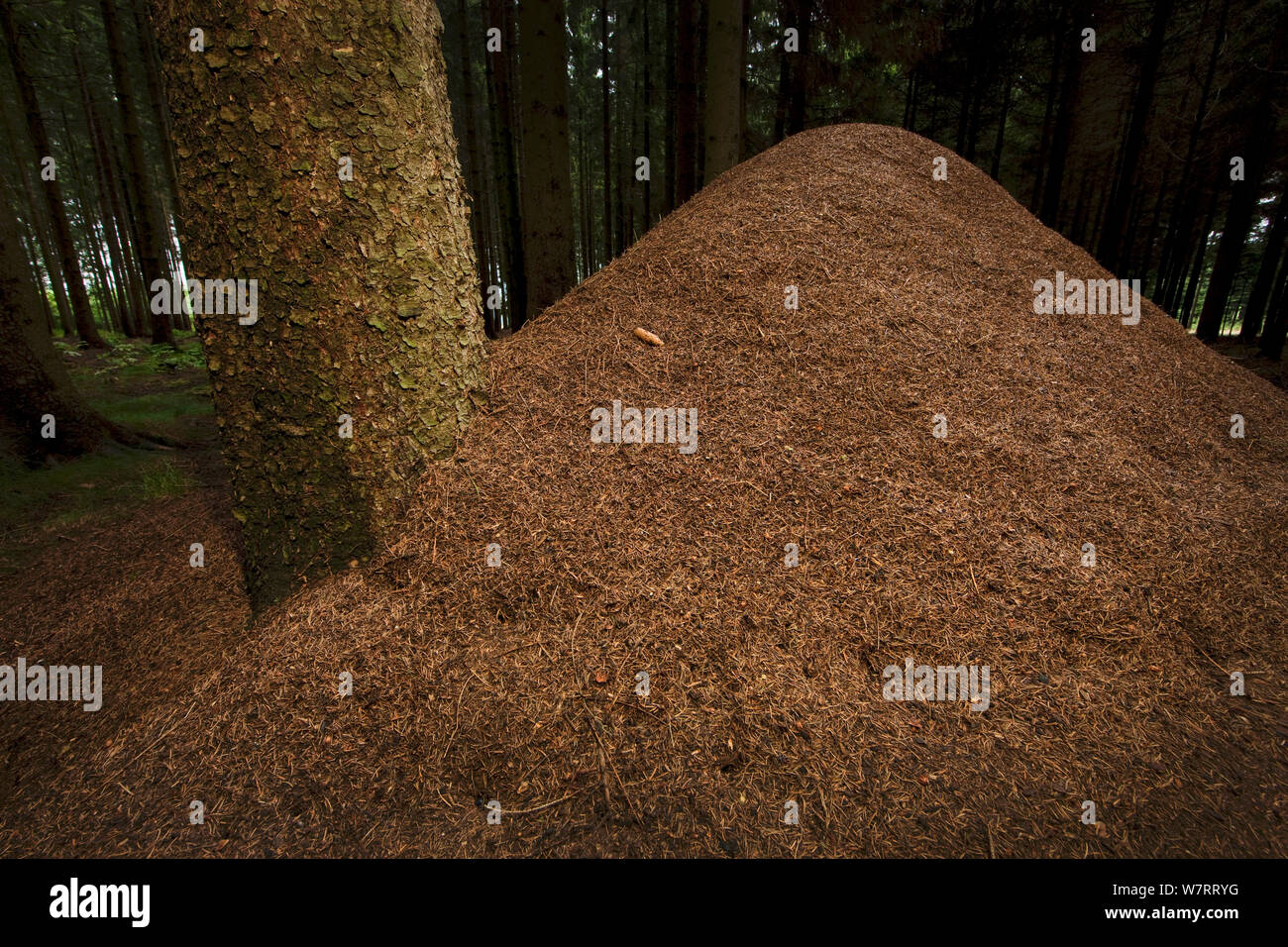 European Red Wood Ant (Formica polyctena) nest in pine forest, Hessen, Germany, July. Stock Photo