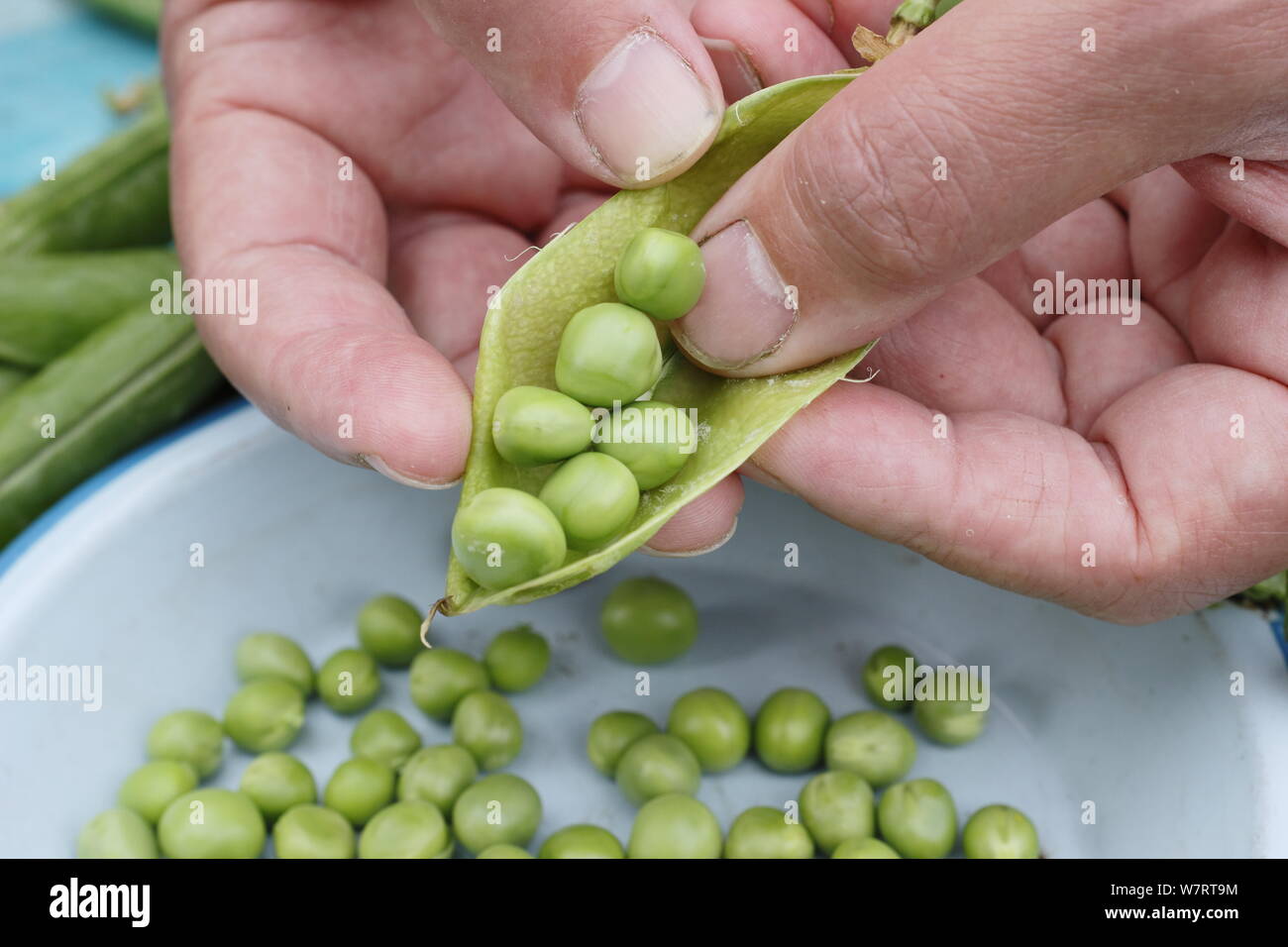 Pisum sativum 'Onward'. Shelling freshly picked maincrop peas in July. UK Stock Photo