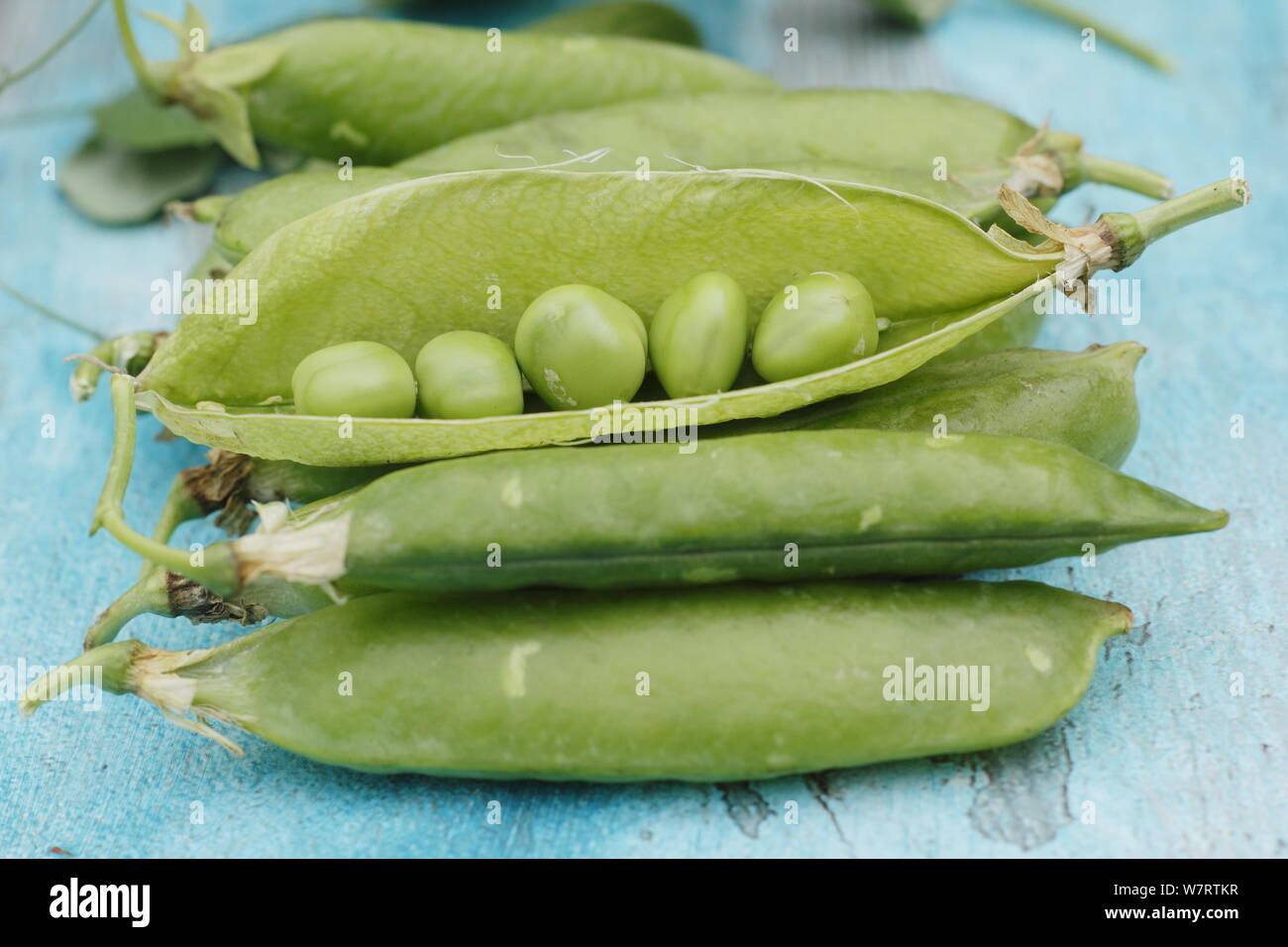 Pisum sativum 'Onward'. Freshly picked 'Onward' marrowfat peas in pods ready for shelling in July. UK Stock Photo