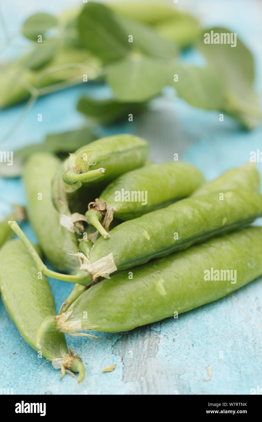 Pisum sativum 'Onward'. Freshly picked 'Onward' marrowfat peas in pods ready for shelling in July. UK Stock Photo