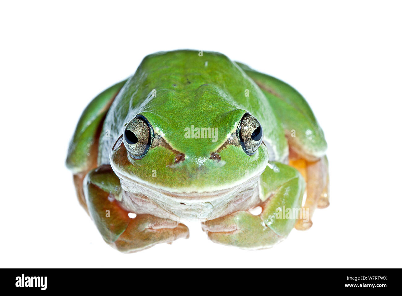 European Tree frog (Hyla arborea) Milatos, Lasithi, Crete, Greece, March, meetyourneighbours.net project Stock Photo