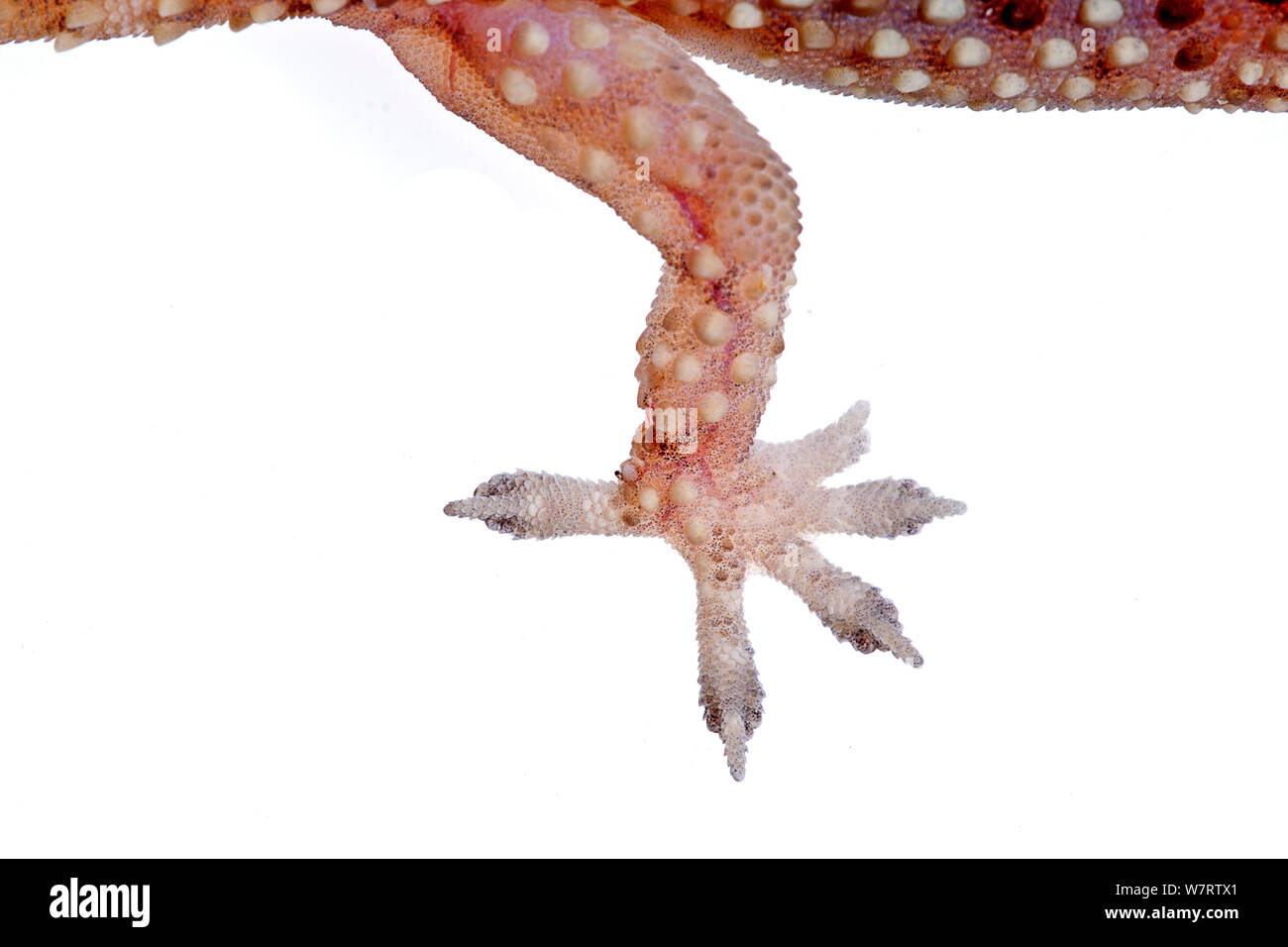 Mediterranean house gecko (Hemidactylus turcicus) close-up of foot Milatos, Lasithi, Crete, Greece, March, meetyourneighbours.net project Stock Photo