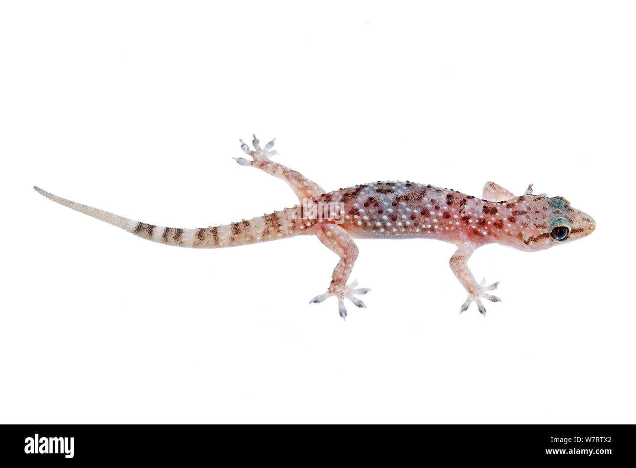 Mediterranean house gecko (Hemidactylus turcicus) Milatos, Lasithi, Crete, Greece, March, meetyourneighbours.net project Stock Photo