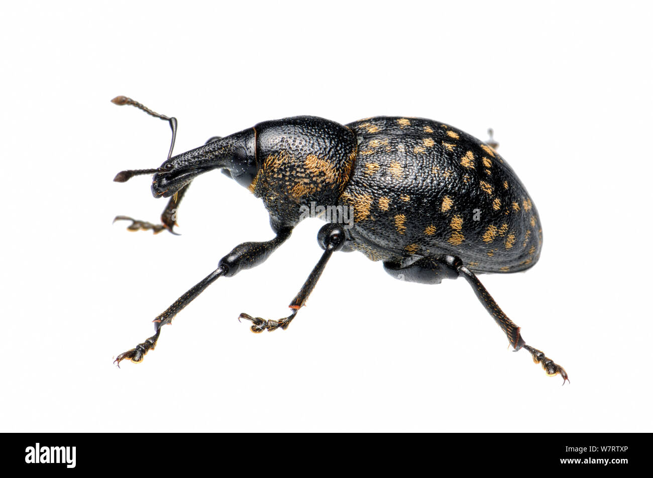 Large Pine Weevil (Hylobius abietis), Slovenia, Europe, July, meetyourneighbours.net project Stock Photo