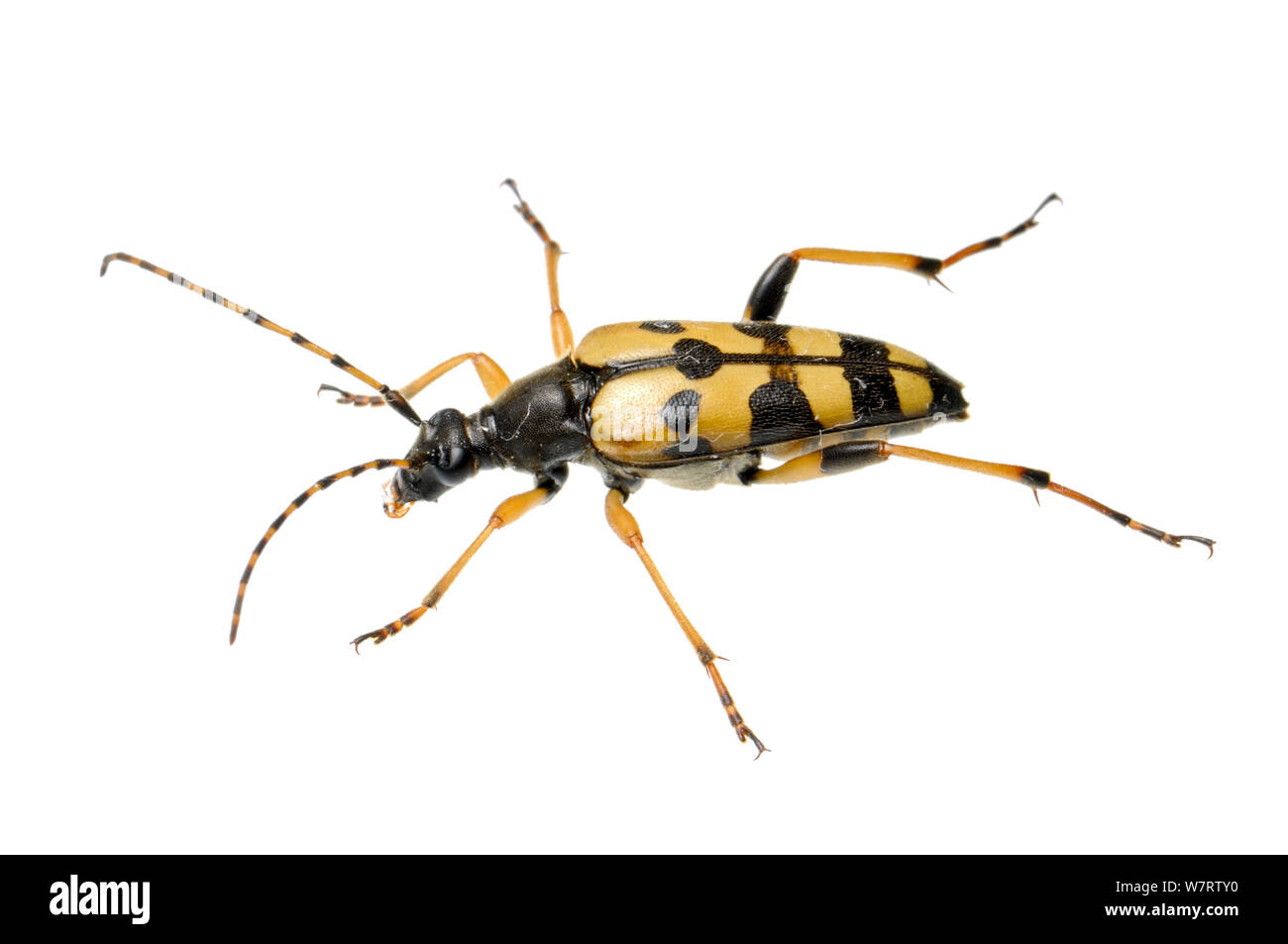 Spotted Longhorn Beetle (Rutpela maculata), Slovenia, Europe, July, meetyourneighbours.net project Stock Photo