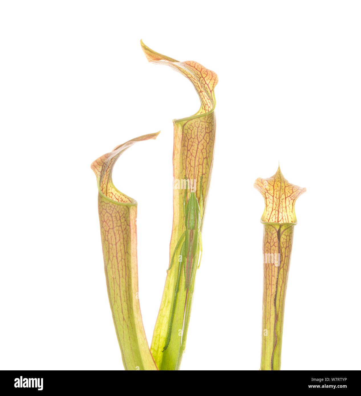 FYI - INSECT ON PLANT -An endangered plant, the mountain sweet pitcher plant (Sarracenia rubra ssp. jonesii) is found in the mountains of South Carolina and North Carolina. This plant was photographed in the Chandler Heritage Preserve in South Carolina. Stock Photo