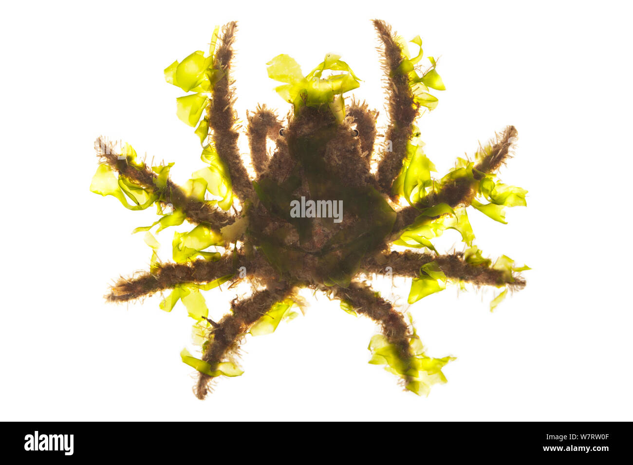 Decorator crab (Loxorhynchus crispatus) using seaweed as camouflage, Malibu, California, USA, May, meetyourneighbours.net project Stock Photo