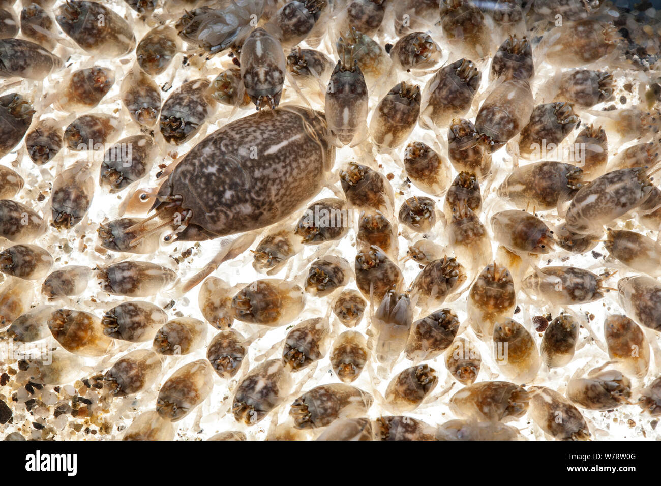 Pacific sand crab adult surrounded by young (Emerita analoga), Malibu, California, USA, May, meetyourneighbours.net project Stock Photo