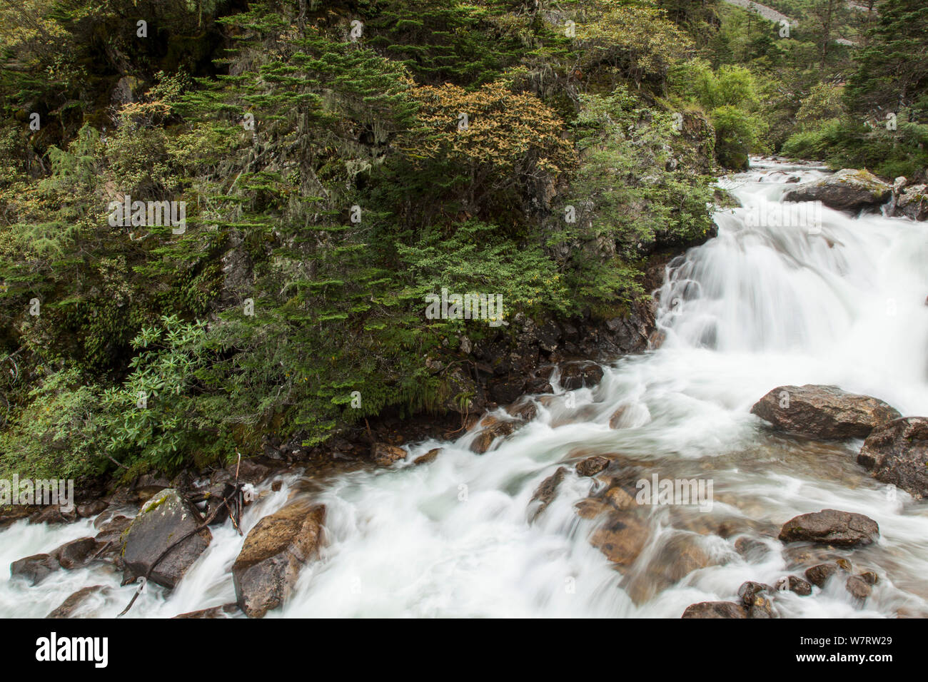 River lined with Rhododendron (Rhododendron) trees, flowing through Gonggai Shan Nature Reserve, Kangding / Dartsedo, Tibet, China, August. Stock Photo