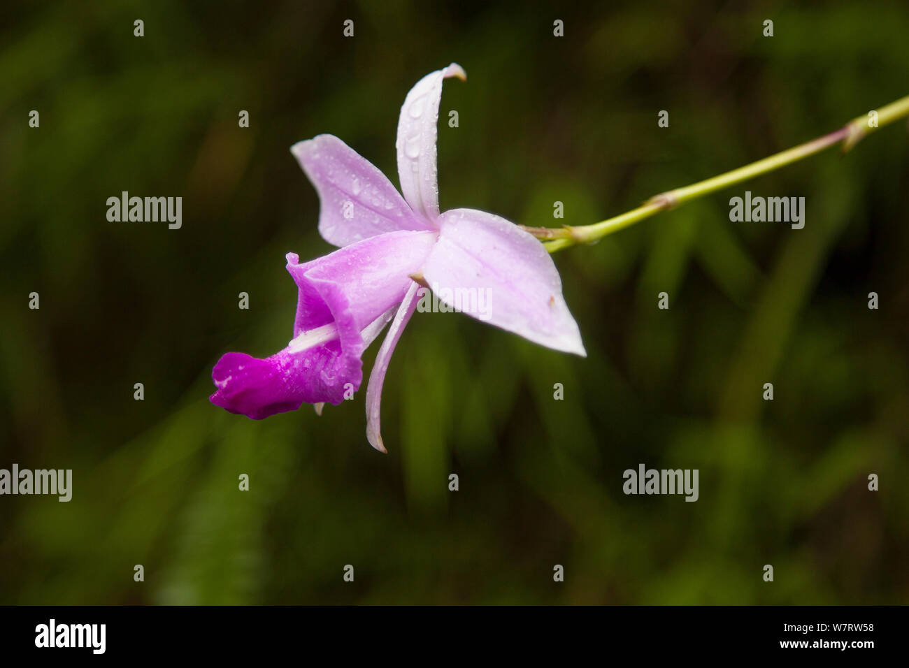 Bamboo orchid (Arundina graminifolia) in flower, Sikkim, India Stock Photo