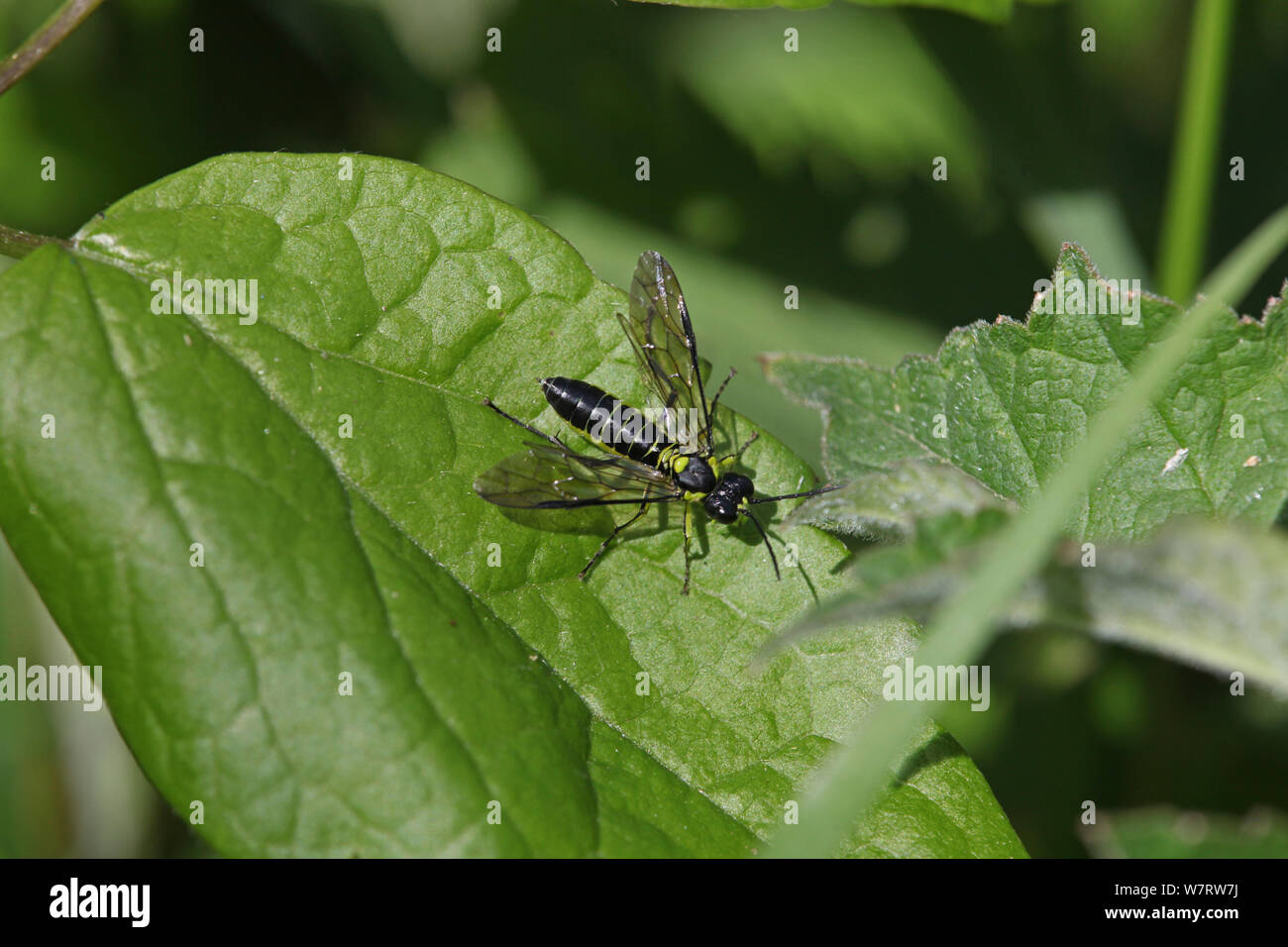 Green sawfly (Rhogogaster viridis) on leaf, Surrey, England, May Stock Photo