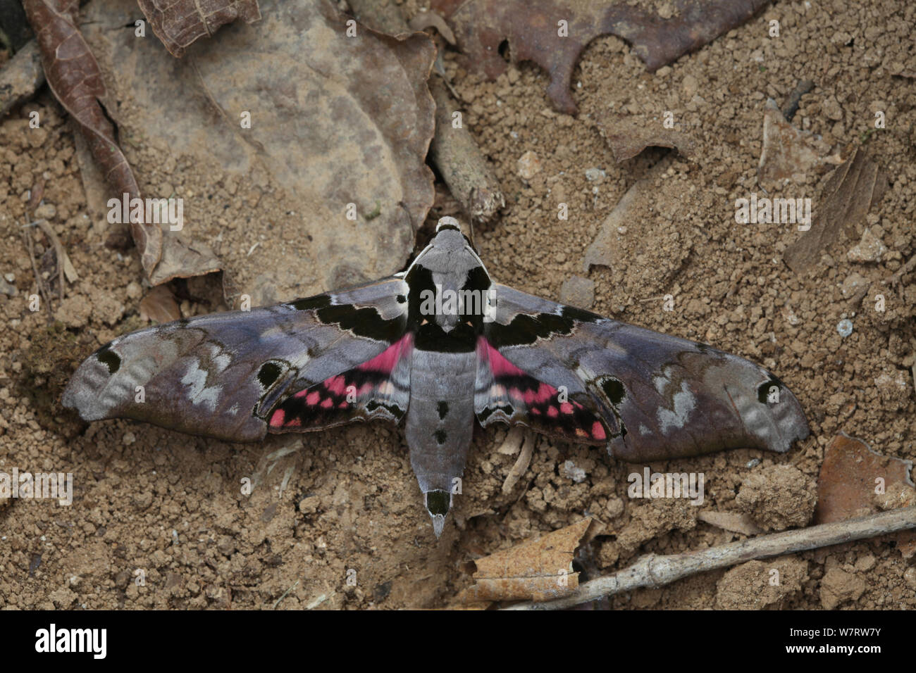Rainforest hawkmoth (Adhemarius species) on ground, Costa Rica Stock Photo